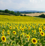 "Fields of Sunflowers"- Downloadable Image