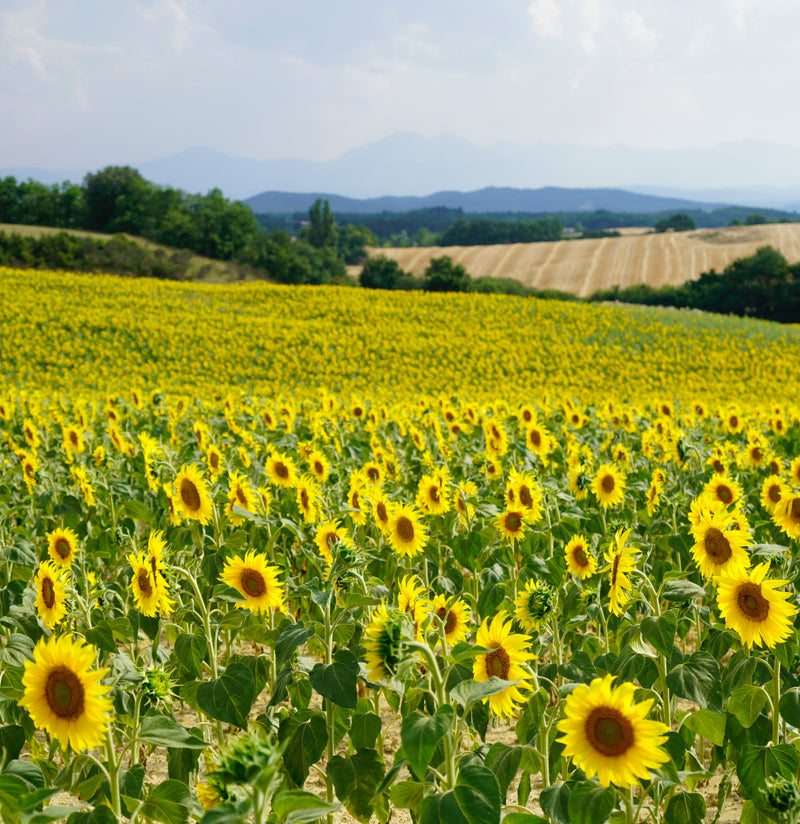 "Fields of Sunflowers"- Downloadable Image
