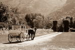 "Horse & Carriage" - Downloadable Image